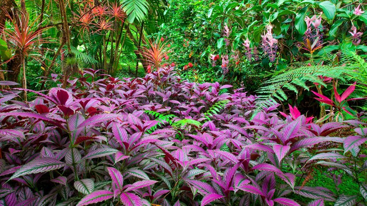 colorful-plants