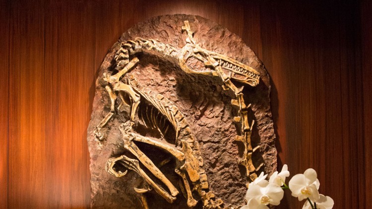 hilton-fossil